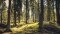 ViMove Trees